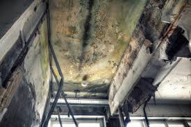 Best Comprehensive Air Testing for Mold Contaminants  in Fallbrook, CA